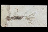 Soft-Bodied Squid Fossil - Preserved Tentacles & Ink Sac #70433-1